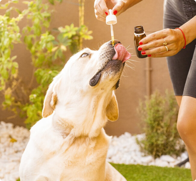 гарбузова олія проти паразитів та глистів -тыквенное масло против глистов и паразитов